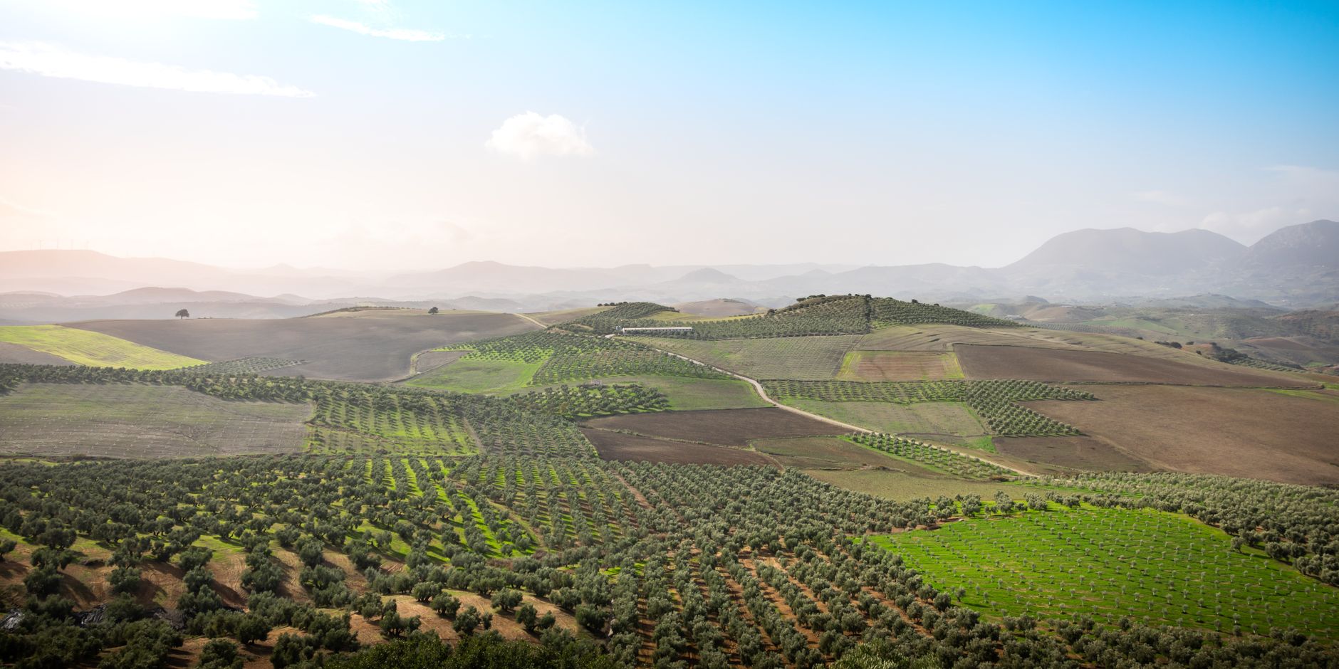 Oliveraies a perte de vue dans la campagne andalouse